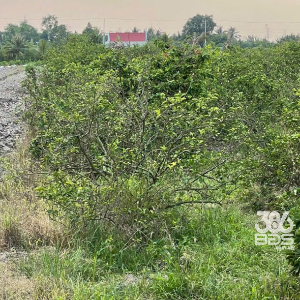 5300m2 đất vườn ấp 10, xã Lương Hòa giá 3,5 tỷ-1