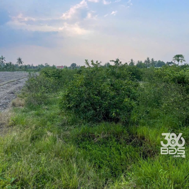 5300m2 đất vườn ấp 10, xã Lương Hòa giá 3,5 tỷ-2