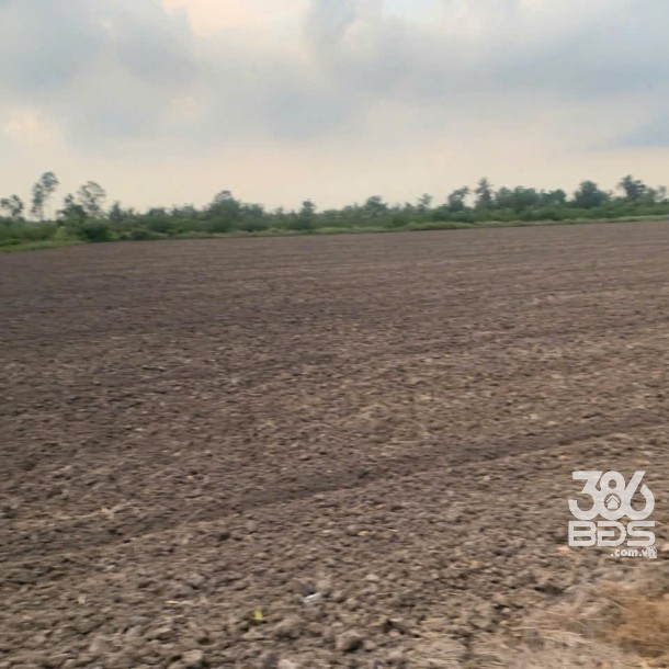 5585m2 đất vườn xã Lương Hòa, huyện Bến Lức giá 4,6 tỷ-3