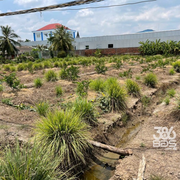 2700m2 đất lúa ấp 10, xã Lương Hòa, huyện Bến Lức giá 6,3 tỷ-5