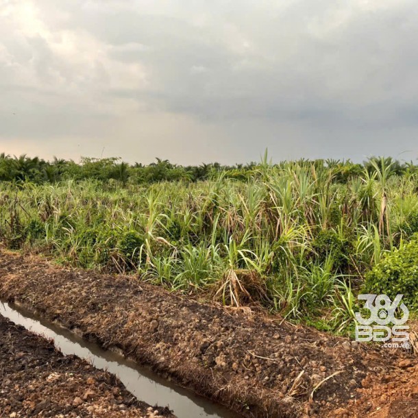 1000m2 đất vườn xã Tân Hòa, huyện Bến Lức giá 1 tỷ-5