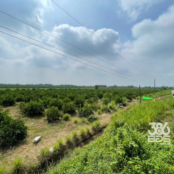 17200m2 đất vườn xã Tân Hòa, Bến Lức , Long An giá 24,1 tỷ-3