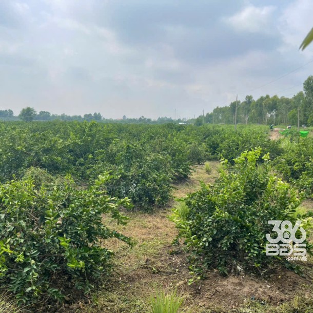 17200m2 đất vườn xã Tân Hòa, Bến Lức , Long An giá 24,1 tỷ-6