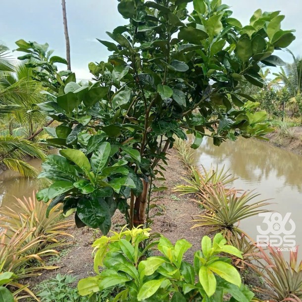 3500m2 đất vườn xã Hòa Khánh Tây, Đức Hòa giá 3,8 tỷ-4