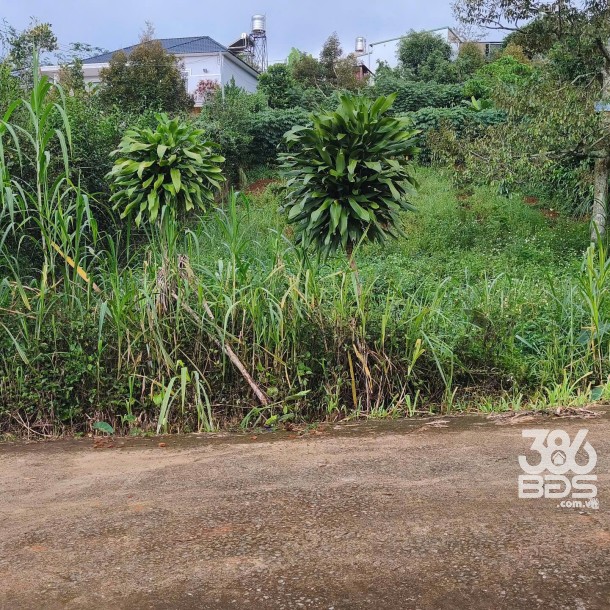 505m2 đất vườn xã Đạm Bri, tp Bảo Lộc giá 2,6 tỷ-2