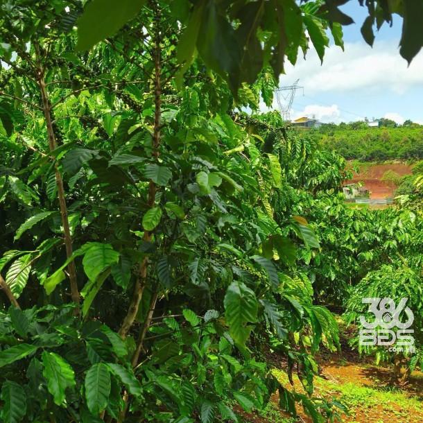 669m2 đất vườn ( bao gồm 250m2 thổ) xã Đạm Bri, tp Bảo Lộc giá 2,9 tỷ-3