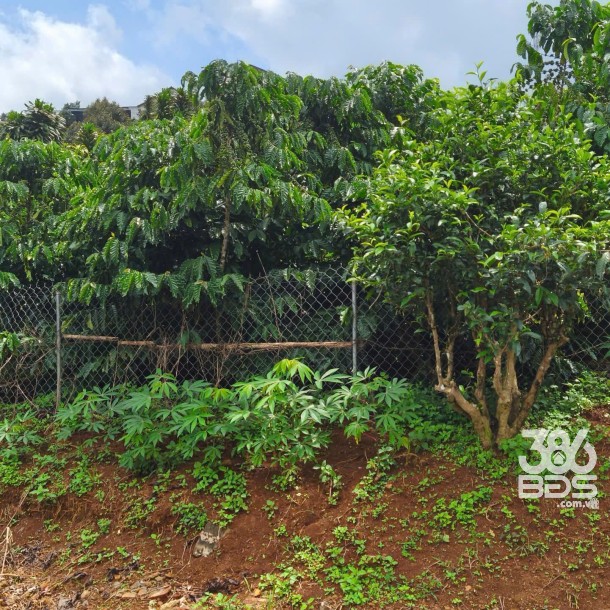 669m2 đất vườn ( bao gồm 250m2 thổ) xã Đạm Bri, tp Bảo Lộc giá 2,9 tỷ-4
