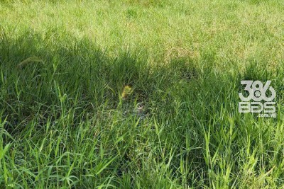 590m2 đất thổ xã Đức Hòa Đông, Đức Hòa , Long An giá 3,5 tỷ