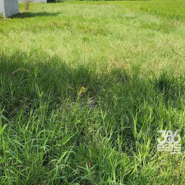 590m2 đất thổ xã Đức Hòa Đông, Đức Hòa , Long An giá 3,5 tỷ-1