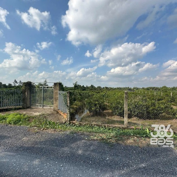 4683m2 đất vườn mt kênh 2, Vườn Thơm, xã Bình Lợi, Bình Chánh giá 9,84 tỷ-5