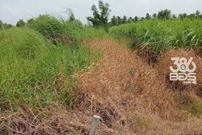 1500m2 đất vườn xã Lương Hòa, Bến Lức, Long An giá 2,4 tỷ