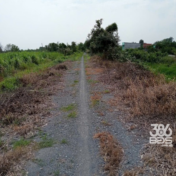 1500m2 đất vườn xã Lương Hòa, Bến Lức, Long An giá 2,4 tỷ-2