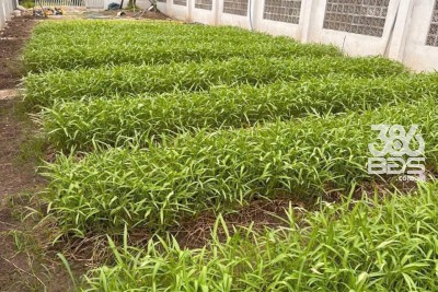 300m2 đất thổ cư mặ tiền Kênh Đại Hội, xã Thuận Thành, Cần Giuộc giá 1,9 tỷ