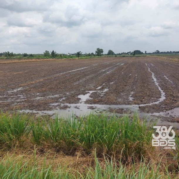 4871m2 đất lúa cạnh đường Vành Đai 3, xã Tân Hòa, Bến Lức, Long An giá 3,9 tỷ-4