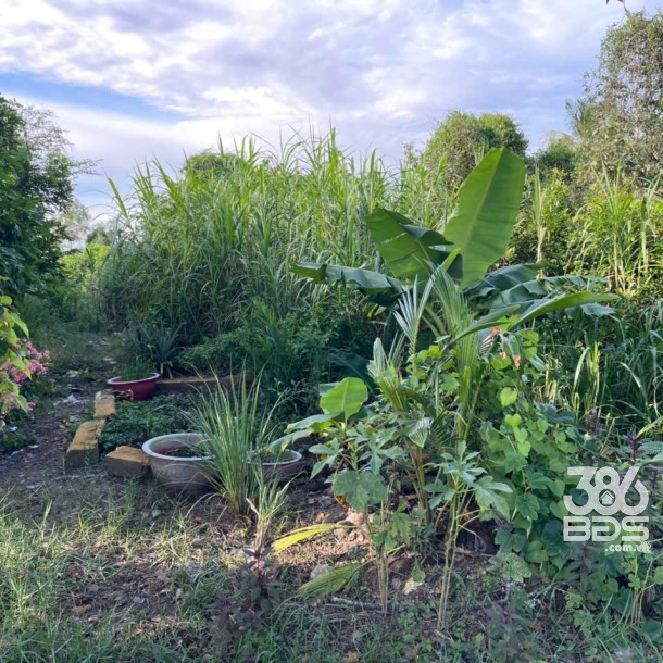 2540m2 đất mặt tiền nhựa ấp 10 ( 177m2 thổ ) xã Lương Hòa, Bến Lức giá 5 tỷ-2