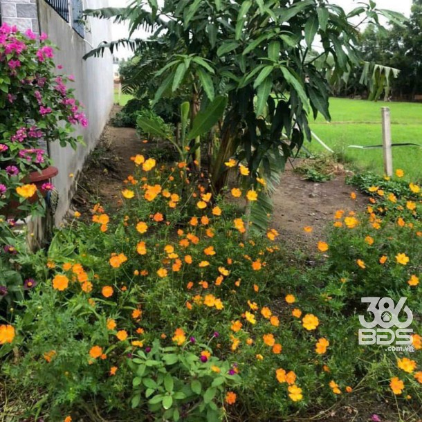 155m2 thổ cư đường beton 4m xã Phước Vân, Cần Đước giá 1,5 tỷ-4