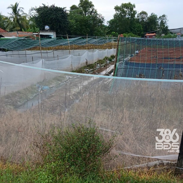 Bán lô đất thô cư xã An Ninh Đông tổng dt 950m2 full thổ , đường đá xanh 4m giá 2,3 tỷ-1