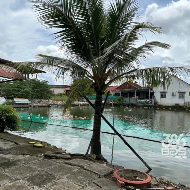 Bán đất 5100m2 (492m2 thổ) đường nhựa xã Thanh Phú, Bến Lức giá 37 tỷ-5