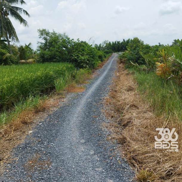 Bán nhà cấp 4 ,tổng dt 328m2 ( đất lúa ) xã Tân Bửu, Bến Lức  giá 1,2 tỷ-1