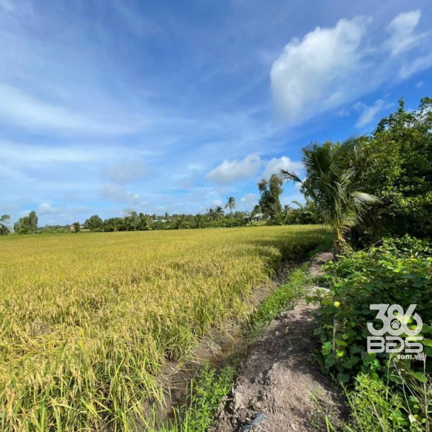 Bán đất vườn 2 mặt tiền kênh dt 5000m2 ở xã An Thạnh, Bến Lức giá 3,75 tỷ-6