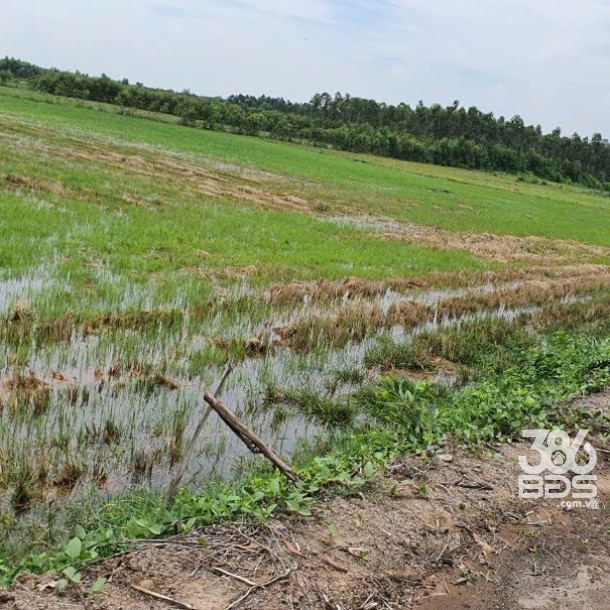 Bán lô đất rừng sản xuất, khu vực chuyển thổ cư 100% xã Mỹ Bình, Đức Huệ dt 5319m2 giá 1,8 tỷ-3