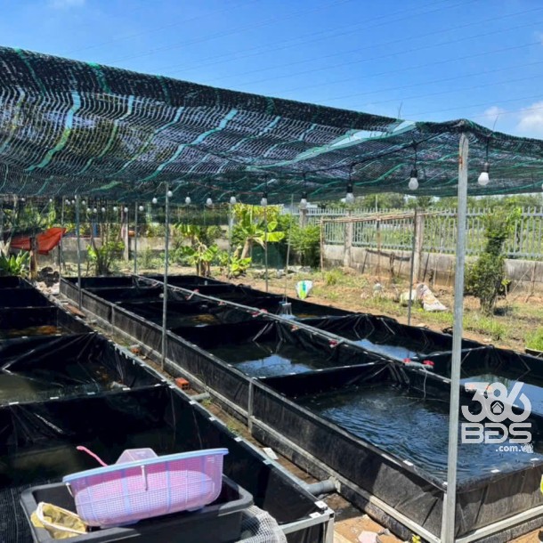 Nhà vườn thị trấn Tân Túc, Bình Chánh tdt 780m2 giá 5,3 tỷ-5