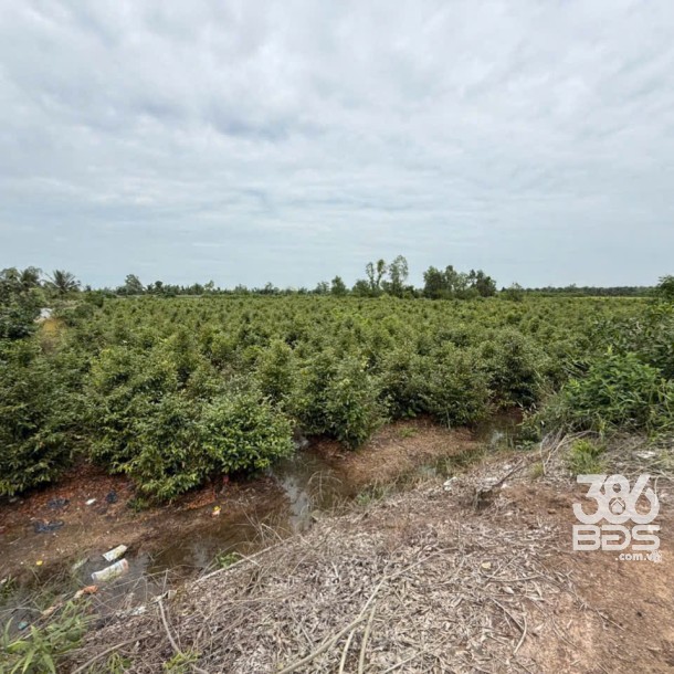 Bán đất vườn đường đá xanh xe 3 gác ,xã Tân Hòa, Bến lức dt 3000m2 giá 2,2 tỷ-6