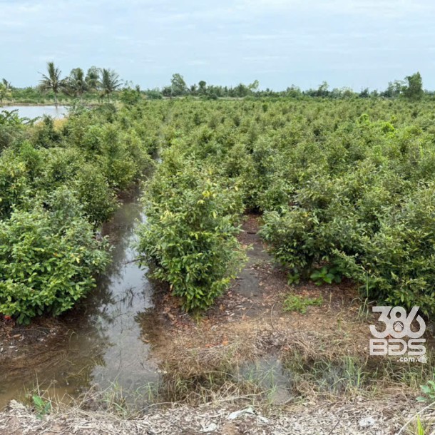 Bán đất vườn đường đá xanh xe 3 gác ,xã Tân Hòa, Bến lức dt 3000m2 giá 2,2 tỷ-8