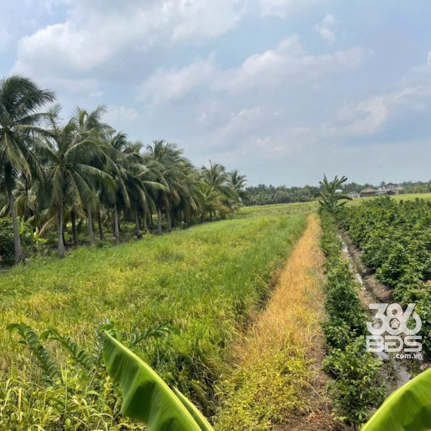 Bán đất mặt tiền kênh ở xã Tân Bửu , Bến Lức tdt 9600m2 ( có 131m2 thổ) giá 10 tỷ-8