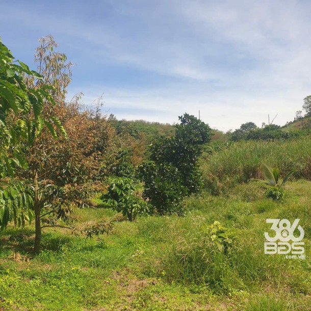 Bán đất vườn view đẹp thôn 10, xã Lộc Nam tdt 14.500m2 giá 11,2 tỷ-8