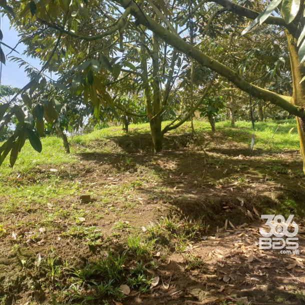 Bán đất vườn view đẹp thôn 10, xã Lộc Nam tdt 14.500m2 giá 11,2 tỷ-10