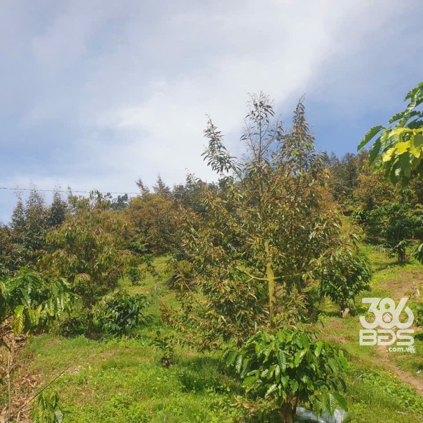 Bán đất vườn view đẹp thôn 10, xã Lộc Nam tdt 14.500m2 giá 11,2 tỷ-11