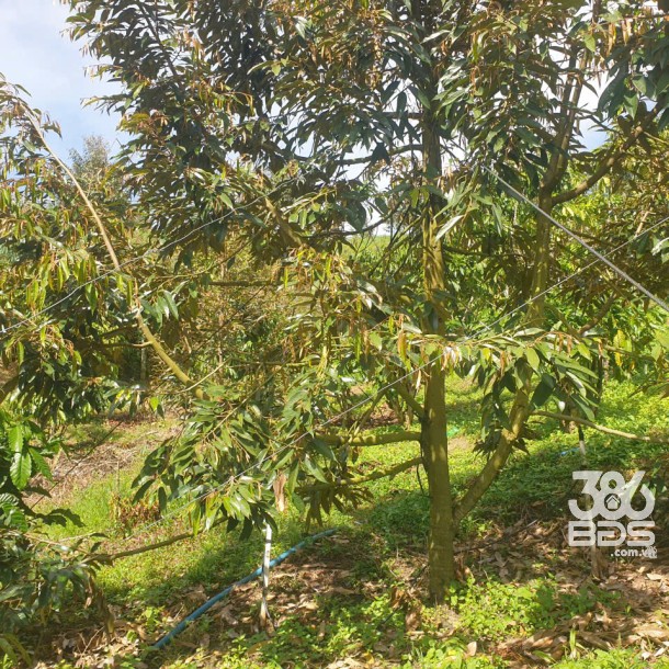 Bán đất vườn view đẹp thôn 10, xã Lộc Nam tdt 14.500m2 giá 11,2 tỷ-14