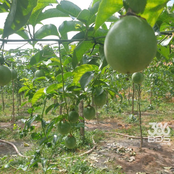 Bán đất vườn view, mặt tiền đường nhựa thôn 10, xã Lộc Nam, huyện Bảo Lâm dt 8.876m2 giá 5,9 tỷ-6