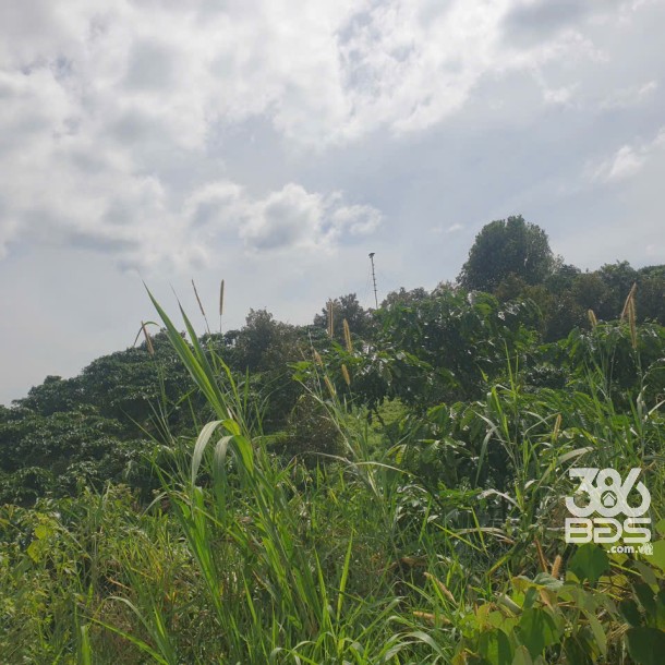 Bán đất vườn view, mặt tiền đường nhựa thôn 10, xã Lộc Nam, huyện Bảo Lâm dt 8.876m2 giá 5,9 tỷ-12