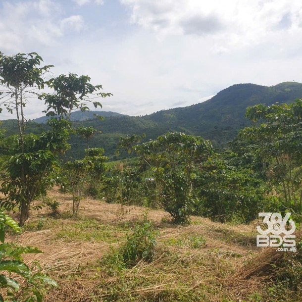 Bán đất vườn view, mặt tiền đường nhựa thôn 10, xã Lộc Nam, huyện Bảo Lâm dt 8.876m2 giá 5,9 tỷ-15