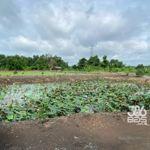 Bán đất vườn / Rạch Láng The , xã Phú Hòa Đông dt 7500m2 giá 7 tỷ-3