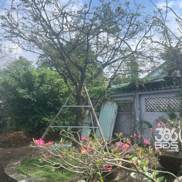 Bán nhà vườn xã Long Cang , Cần Đước tdt hơn 1200m2 đất + vườn gía 3,95 tỷ-6