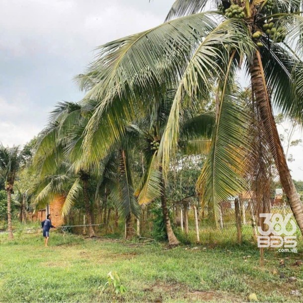 Bán đất mặt tiền Hà Thị Kiểm , xã Phú Mỹ Hưng tdt 1711m2 ( có 500m2 thổ) giá 6,5 tỷ-1