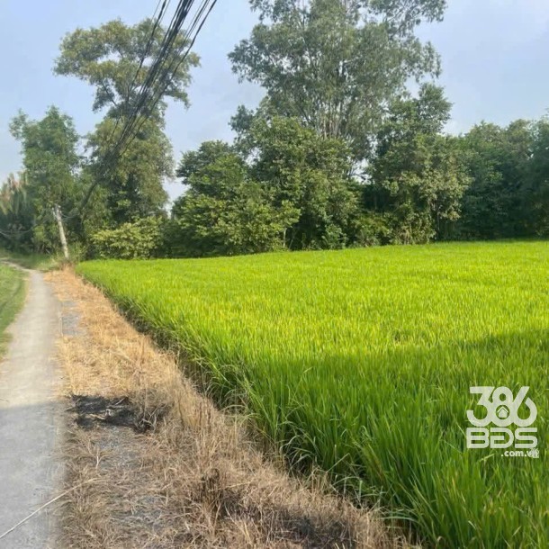 Bán 1000m2 đất lúa khu vực chuyển thổ , thích hợp phân lô xã Phước Tuy, Cần Đước giá chốt 1,3 tỷ-1