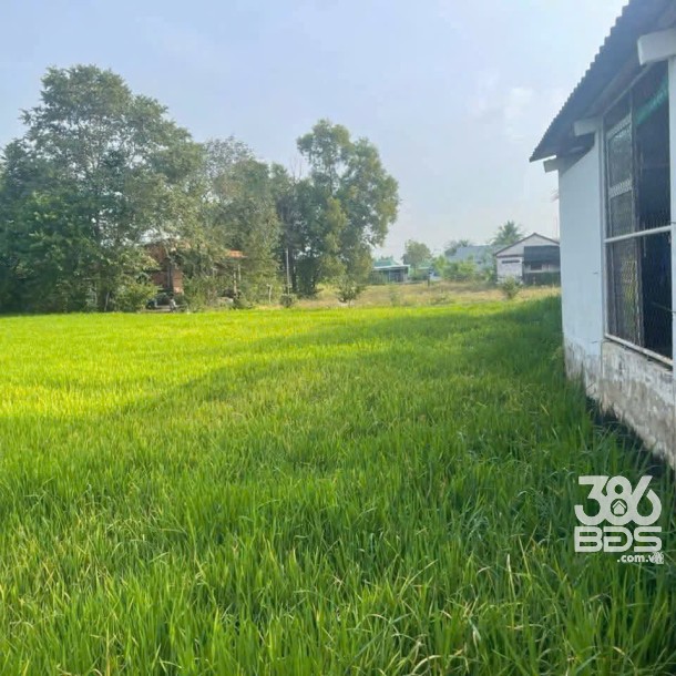 Bán 1000m2 đất lúa khu vực chuyển thổ , thích hợp phân lô xã Phước Tuy, Cần Đước giá chốt 1,3 tỷ-2