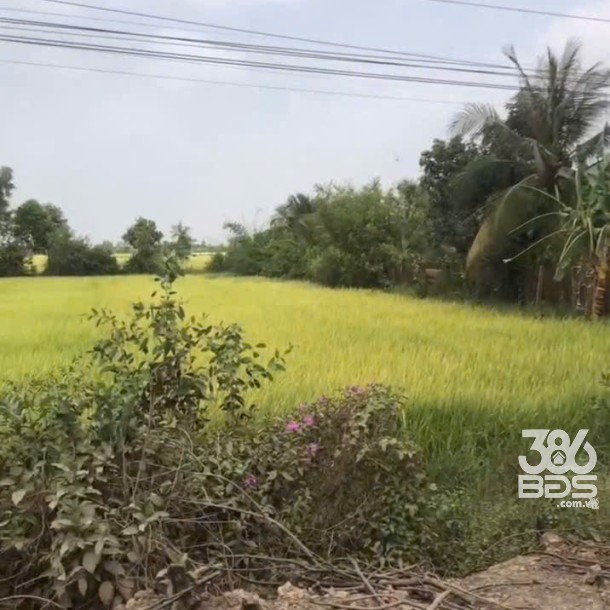 Bán đất lúa mặt tiền tỉnh lộ 820, xã Tân Phú , Đức Hòa giá giảm còn 5,5 tỷ-2