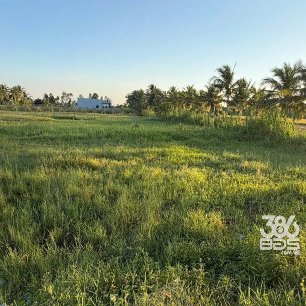 Bán đất lúa vuông vức đường rộng ở xã Mỹ Thạnh Đông , Đức Huệ tdt 1042m2 giá chốt 1,5 tỷ-4