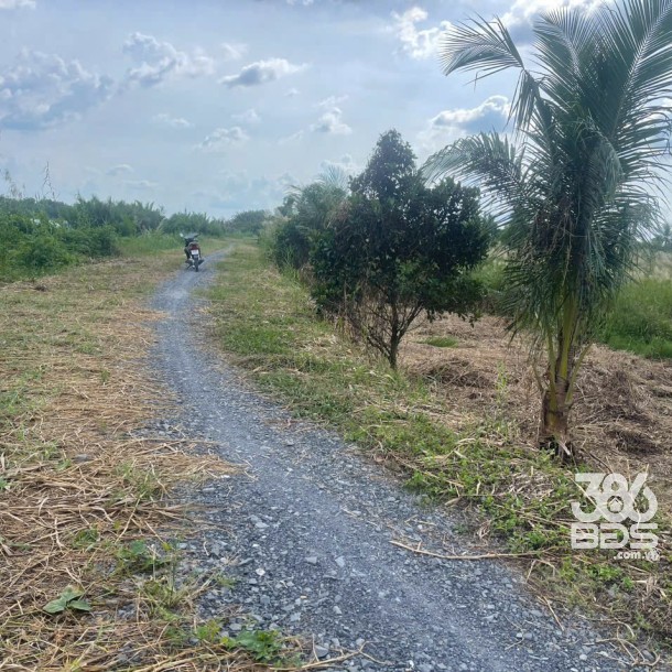 Bán đất mt sông Vàm Cỏ Đông , xã Thạnh Lợi tdt 2833m2 ( có 300m2 thổ ) giá 5,3 tỷ-2