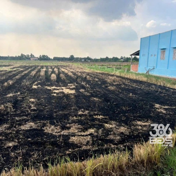Bán đất thổ + lúa ấp 1 xã Tân Thành, Thủ Thừa tdt 1907m2 ( có 300m2 thổ ) giá 1,99 tỷ-4