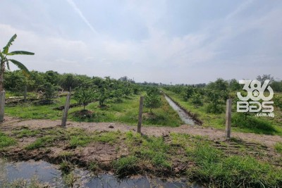 Bán đất vườn xã Tân Thành , Thủ Thừa dt 2000m2 giá  1,12 tỷ