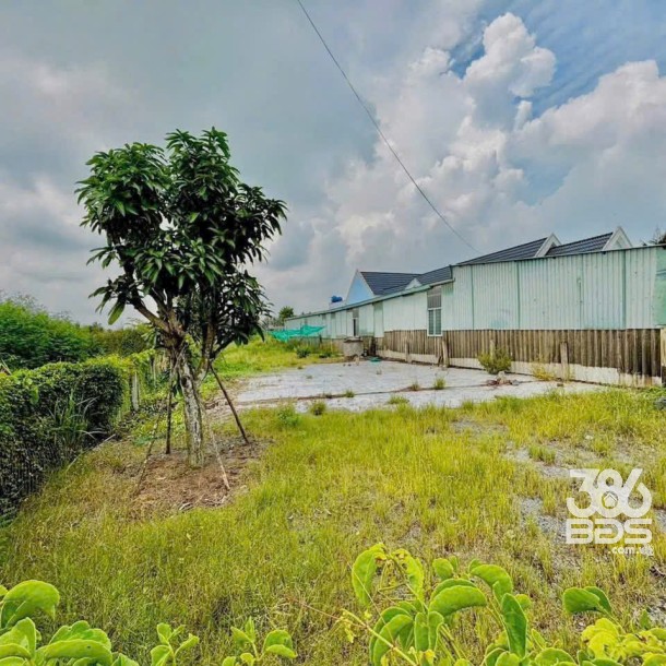 Bán đất mặt tiền ĐT 832 , xã Nhựt Ninh, Tân Trụ tdt 4000m2 ( 500m2 thổ ) giá 6,5 tỷ-2