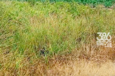 Bán đất vườn đường đá xanh oto xã Thạnh Hòa , Bến Lức dt 1000m2 giá 680 triệu