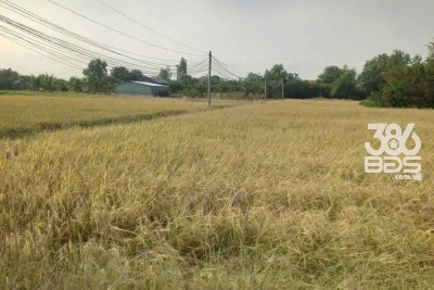 Bán đất thổ cư full đường xe tải xã Phước Đông , Cần Đước dt 1000m2 giá 3,5 tỷ