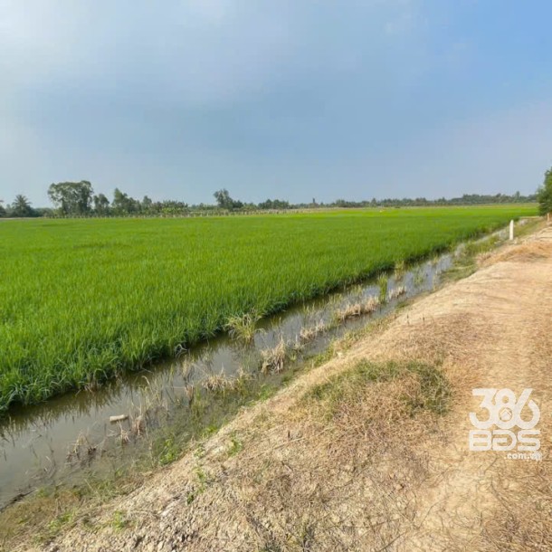 Bán đất vườn mặt tiền kênh ở xã Tân Hòa, Bến Lức dt 7896m2 giá 7,2 tỷ-4